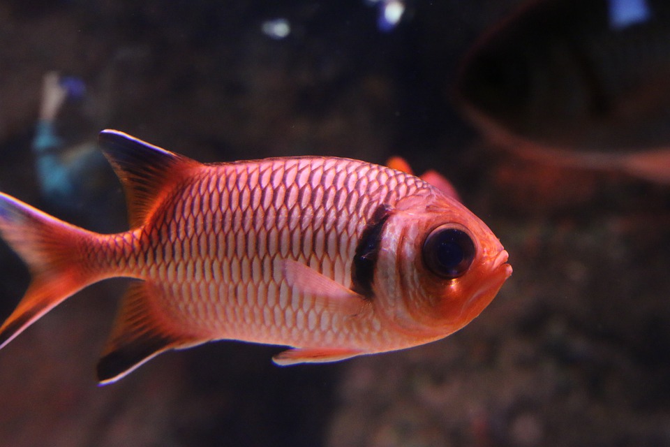 Comment s’occuper d’un poisson rouge